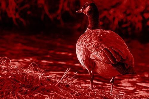 Standing Canadian Goose Looking Sideways Towards Sunlight (Red Shade Photo)