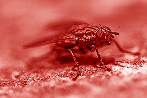 Standing Cluster Fly Getting Suntan Atop Rock (Red Shade)
