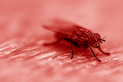 Standing Cluster Fly Resting Atop Wood (Red Shade)
