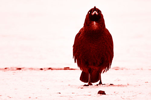 Standing Crow Cawing Loudly (Red Shade Photo)