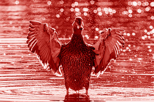 Standing Mallard Duck Flapping Wings Among Shore (Red Shade)
