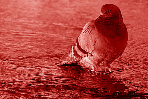 Standing Pigeon Gandering Atop River Water (Red Shade Photo)