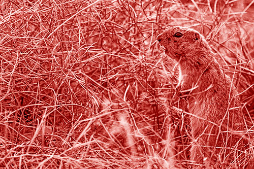 Standing Prairie Dog Snarls Towards Intruders (Red Shade Photo)