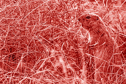 Standing Prairie Dog Snarls Towards Intruders (Red Shade)