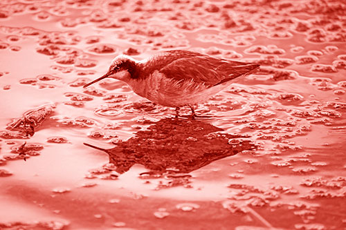 Standing Sandpiper Wading In Shallow Algae Filled Lake Water (Red Shade Photo)