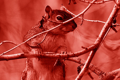 Standing Squirrel Peeking Over Tree Branch (Red Shade Photo)