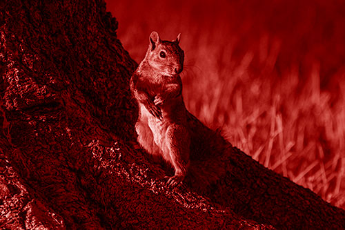 Standing Squirrel Poses Among Sloping Tree Stump (Red Shade)