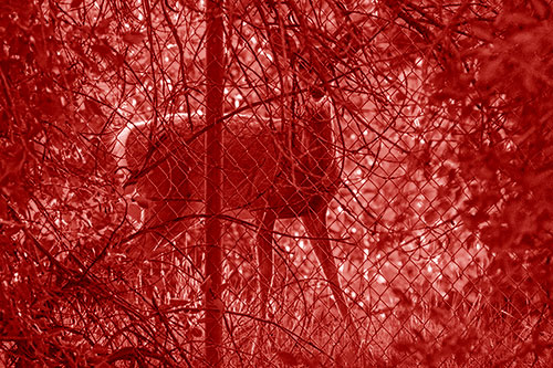 Startled White Tailed Deer Freezes Behind Chain Link Fence (Red Shade)
