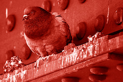 Steel Beam Perched Pigeon Keeping Watch (Red Shade Photo)