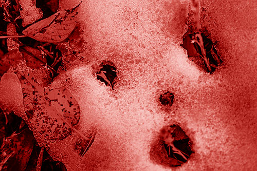 Stem Shocked Snow Face Among Fallen Leaves (Red Shade)