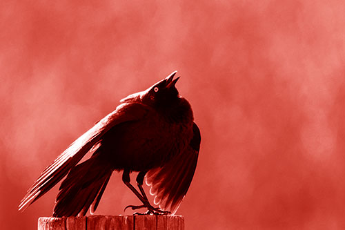 Stomping Grackle Croaking Atop Wooden Fence Post (Red Shade Photo)