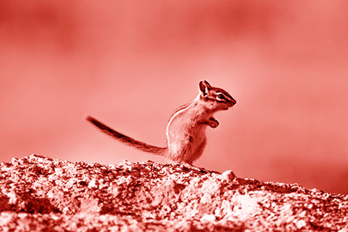 Straight Tailed Standing Chipmunk Clenching Paws (Red Shade Photo)