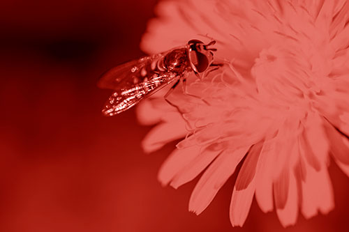 Striped Hoverfly Pollinating Flower (Red Shade Photo)