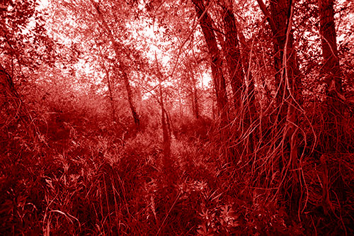 Sunlight Bursts Through Shaded Forest Trees (Red Shade Photo)
