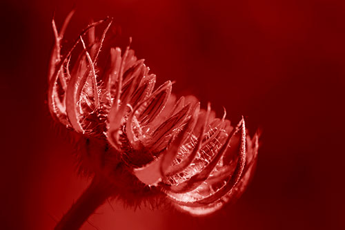 Sunlight Enters Spiky Unfurling Sunflower Bud (Red Shade Photo)