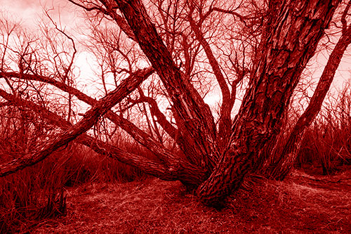 Sunlight Peeking Through Twisting Tree Trunks (Red Shade)