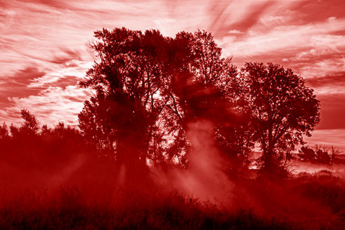 Sunlight Rays Burst Through Fog Surrounded Trees (Red Shade)