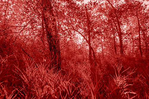 Sunrise Casts Forest Tree Shadows (Red Shade Photo)