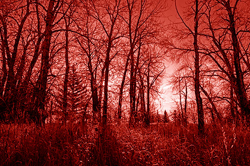 Sunrise Through Snow Covered Trees (Red Shade Photo)