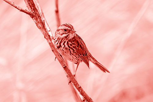 Surfing Song Sparrow Rides Tree Branch (Red Shade Photo)