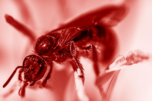 Sweat Bee Enjoying Primrose Flower Pollen (Red Shade)