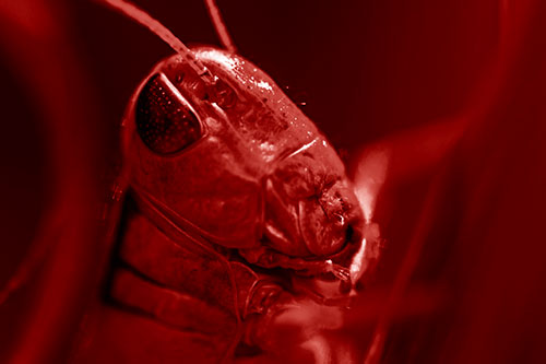 Sweaty Grasshopper Seeking Shade (Red Shade Photo)