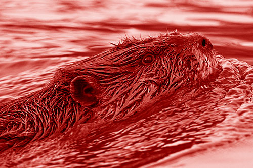 Swimming Beaver Keeping Head Above Water (Red Shade Photo)