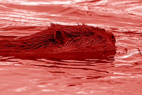 Swimming Beaver Patrols River Surroundings (Red Shade Photo)