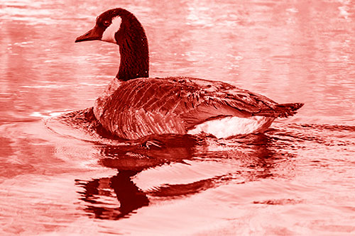 Swimming Goose Ripples Through Water (Red Shade Photo)