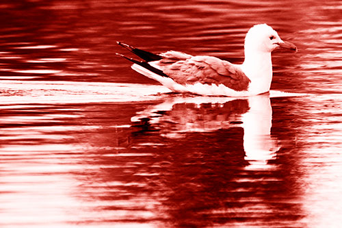 Swimming Seagull Lake Water Reflection (Red Shade Photo)