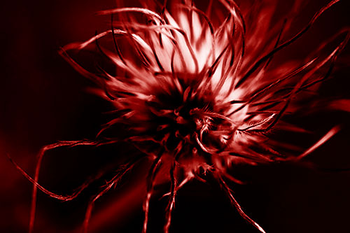 Swirling Pasque Flower Seed Head (Red Shade Photo)