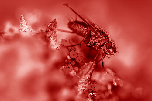 Tachinid Fly Terrorizing Aphids Among Milkweed Pod (Red Shade)