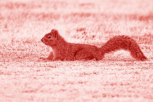 Tail Wagging Squirrel Sitting Among Dead Grass (Red Shade)