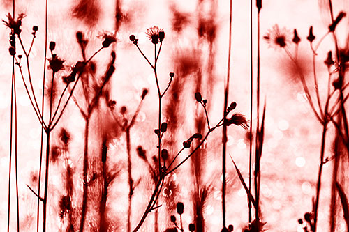 Tall Towering Stemmed Dandelion Flowers (Red Shade Photo)