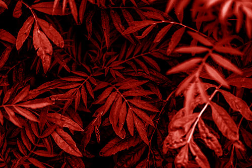Tattered Fern Plants Emerge From Darkness (Red Shade)