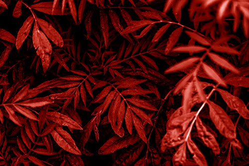 Tattered Fern Plants Emerge From Darkness (Red Shade Photo)