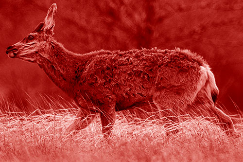 Tense Faced Mule Deer Wanders Among Blowing Grass (Red Shade Photo)