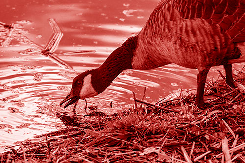 Thirsty Canadian Goose Drinking Water Along Shore (Red Shade)