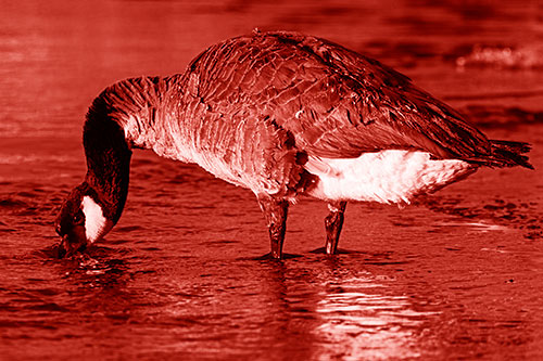 Thirsty Goose Drinking Ice River Water (Red Shade Photo)