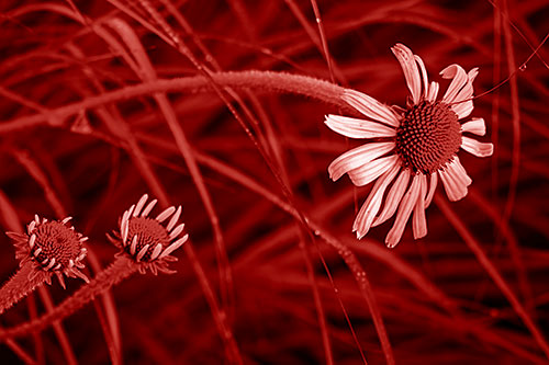 Three Blossoming Coneflowers Among Light Dewy Grass (Red Shade Photo)
