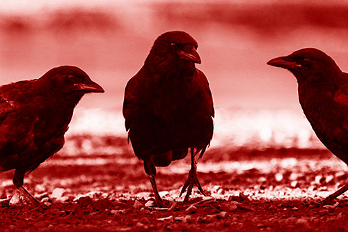 Three Crows Plotting Their Next Move (Red Shade Photo)