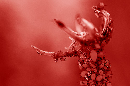 Tiny Aphids Gathered Among Milkweed Claw (Red Shade)