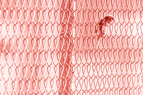 Tiny Cassins Finch Bird Clasping Chain Link Fence (Red Shade Photo)