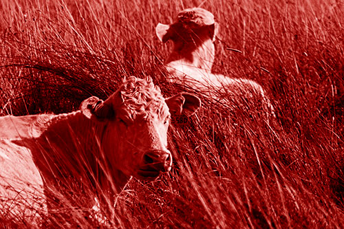 Tired Cows Lying Down Among Grass (Red Shade Photo)
