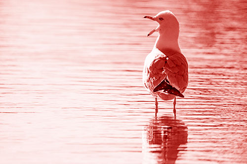 Tired Seagull Yawning Among Shallow Water (Red Shade)