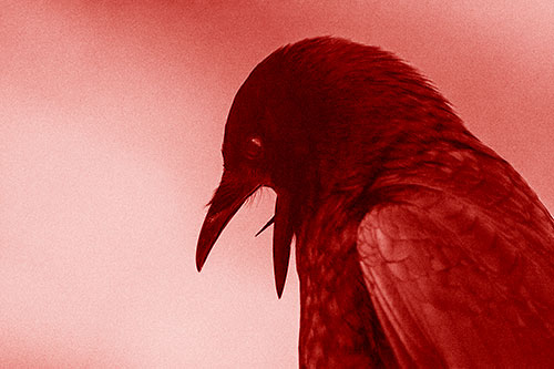 Tongue Curling Crow Cawing Downward (Red Shade)