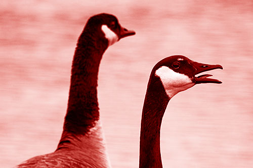Tongue Screaming Canadian Goose Honking Towards Intruders (Red Shade Photo)