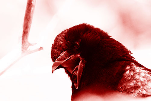 Tongue Screaming Crow Among Light (Red Shade Photo)