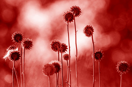 Towering Nodding Thistle Flowers From Behind (Red Shade Photo)