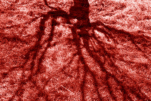 Tree Branch Shadows Creepy Crawling Over Dead Grass (Red Shade Photo)